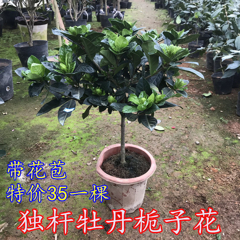 盆栽绿植花卉大叶独杆栀子牡丹栀子花苗带花苞 浓香花卉四季开花