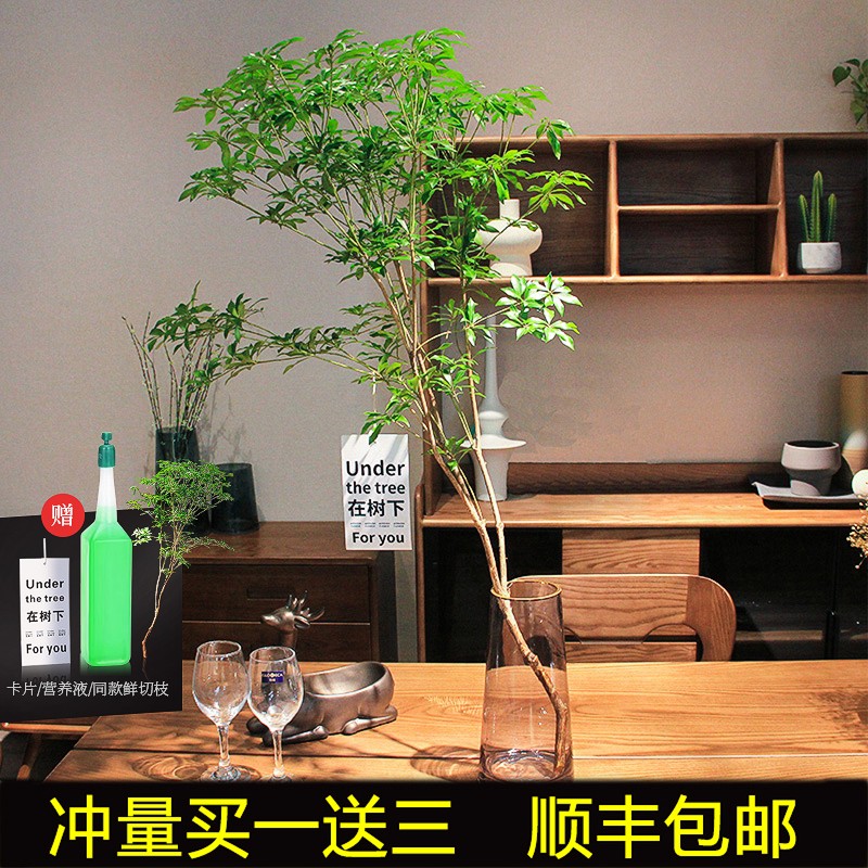 优质马醉木鲜切枝条室内水培植物吊钟盆栽懒人花卉净化空气
