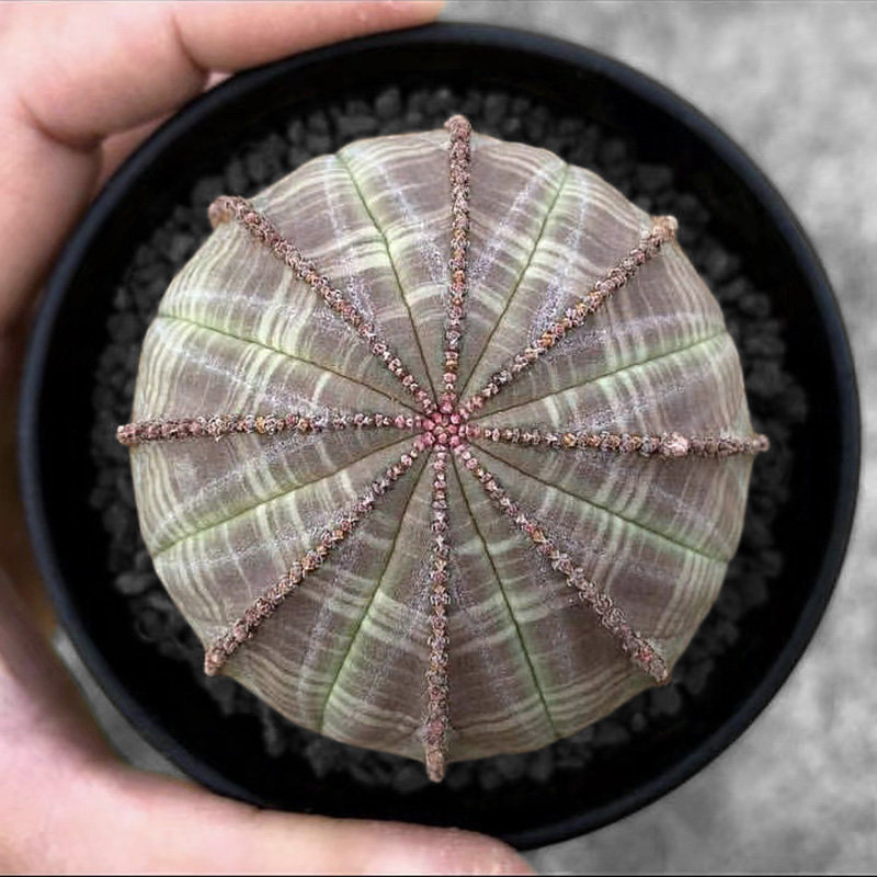 植物员外 布纹球群生一物一拍 美纹大戟科无刺开花仙人球多肉植物
