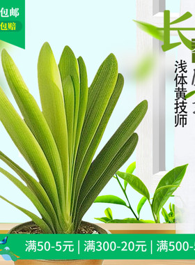 长春匠鑫精品君子兰 立板浅体黄技师 坑纹粗筋麻脸 一叶多叶小苗