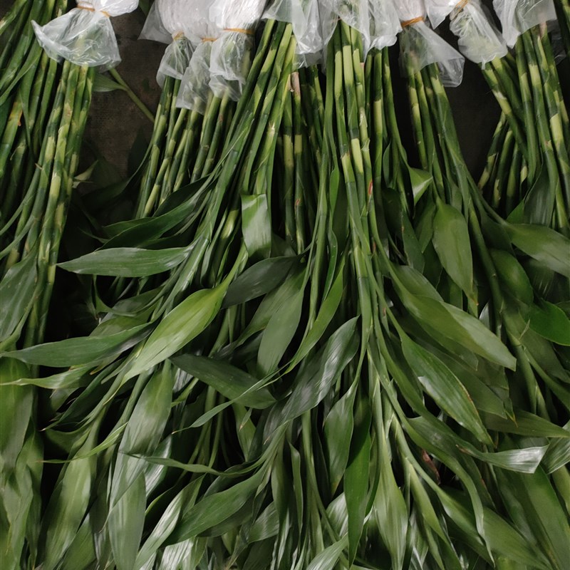 富贵竹鲜花水养花