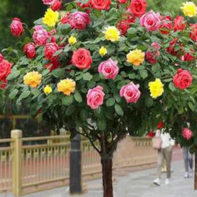 嫁接树桩月季庭院花卉阳台盆栽树状嫁接玫瑰花苗大花浓香四季开花