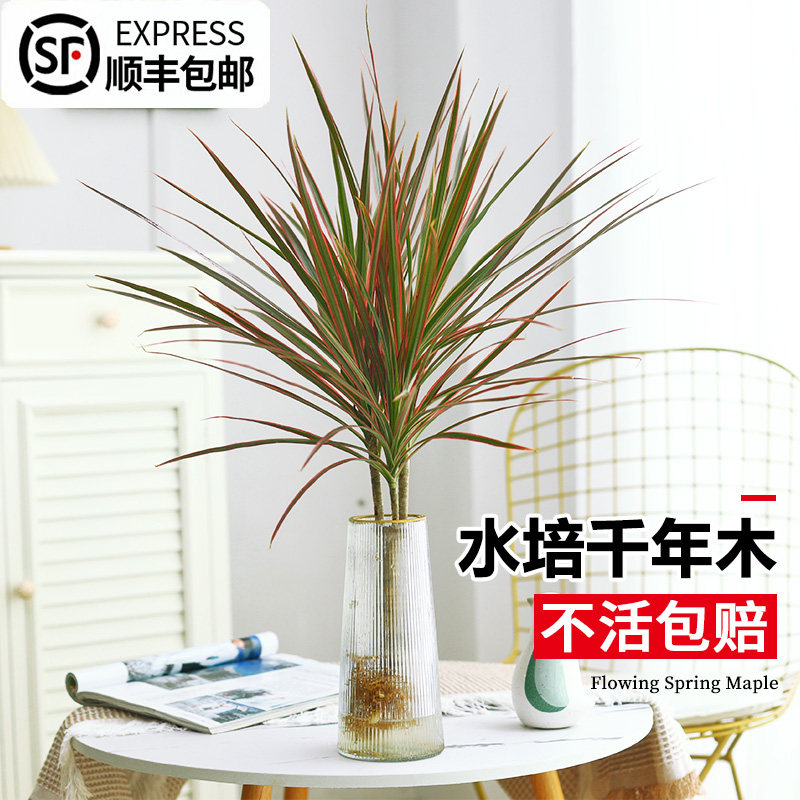 水培植物千年木客厅绿植七彩铁老桩室内盆栽树苗好养办公室桌面