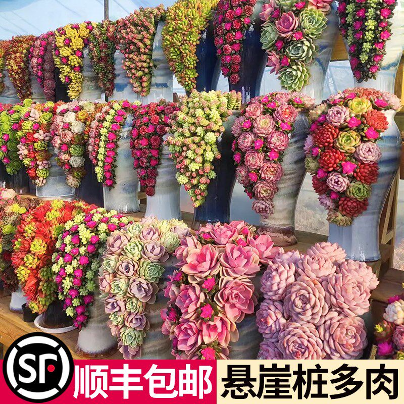多肉植物组合盆栽大颗老桩群生多头悬崖陶瓷花盆高端稀有品种好