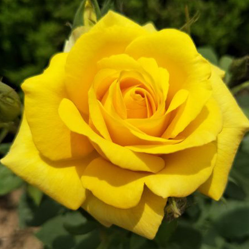 国月大花品种月季花黄和平浓香型玫瑰花苗盆栽多季开观花绿植花卉