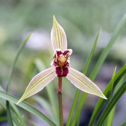 红满天 细叶矮种莲瓣兰红花铭品 浓香花卉绿植室内盆景南靖兰花苗