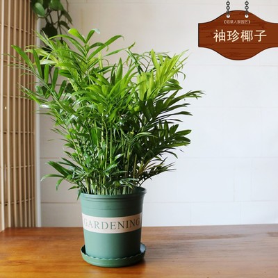 袖珍椰子小椰子树室内盆栽办公室桌面小盆景防辐射净化空气绿植物