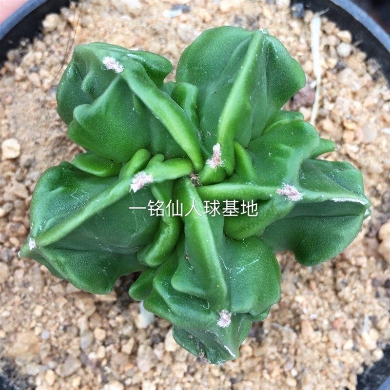 精品实生核桃鸾凤玉稀有仙人球罕见品种多肉植物净化空气防辐射