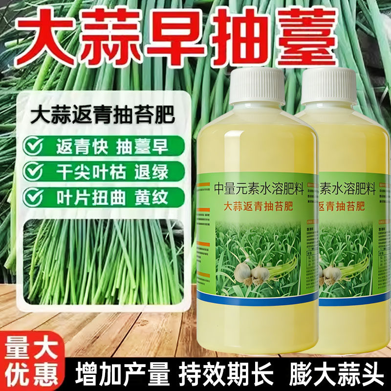 大蒜返青抽苔肥蒜苔松口易抽苔