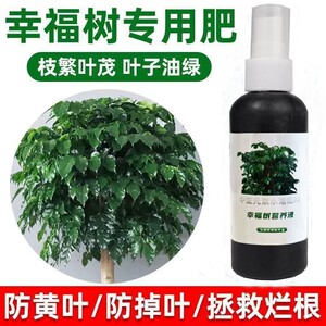 幸福树专用免稀释营养液防黄叶