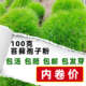 正宗环鱼苔藓孢子粉青苔草籽种植物生态缸微景观造景庭院绿化种植