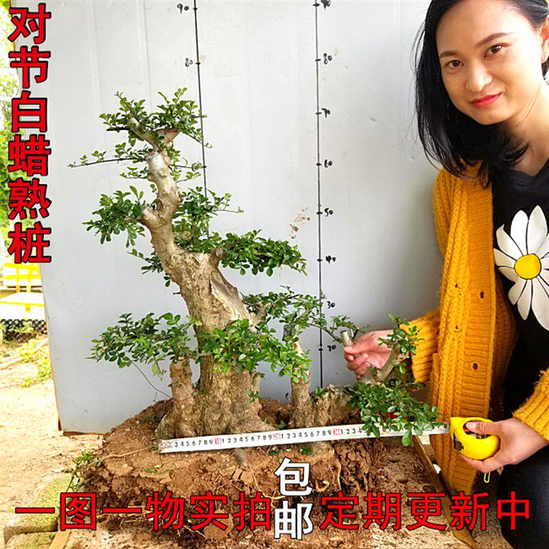 湖北京山对节白蜡植物盆栽树桩对接白蜡老桩盆景阳台绿植盆景