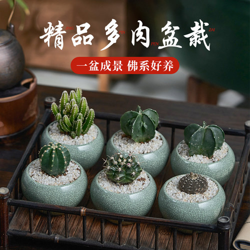 仙人掌仙人球类植物室内盆栽好养盆景办公室桌面造景摆件多肉绿植