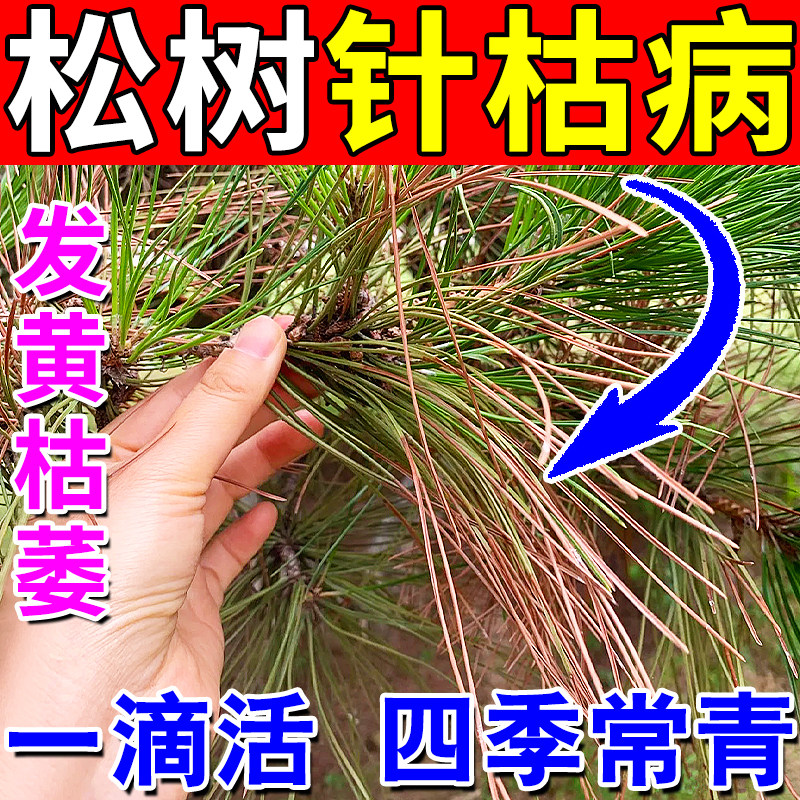 松树营养液罗汉松叶枯病枯死白粉病专用肥料黑松黄叶一喷绿营养药