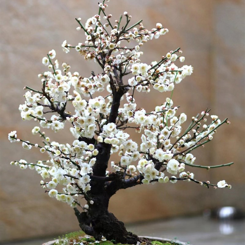 梅花盆景老桩盆栽 庭院绿梅造型苗 耐寒红梅树苗 开花浓香腊梅 阳图片