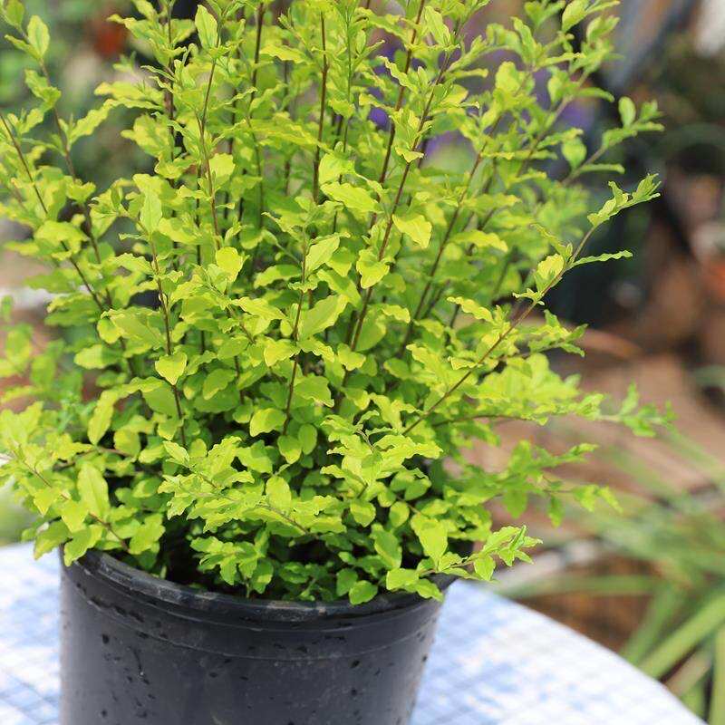 金叶女贞球造型盆栽亮金女贞庭院花镜植物耐热耐晒多年生木本绿植