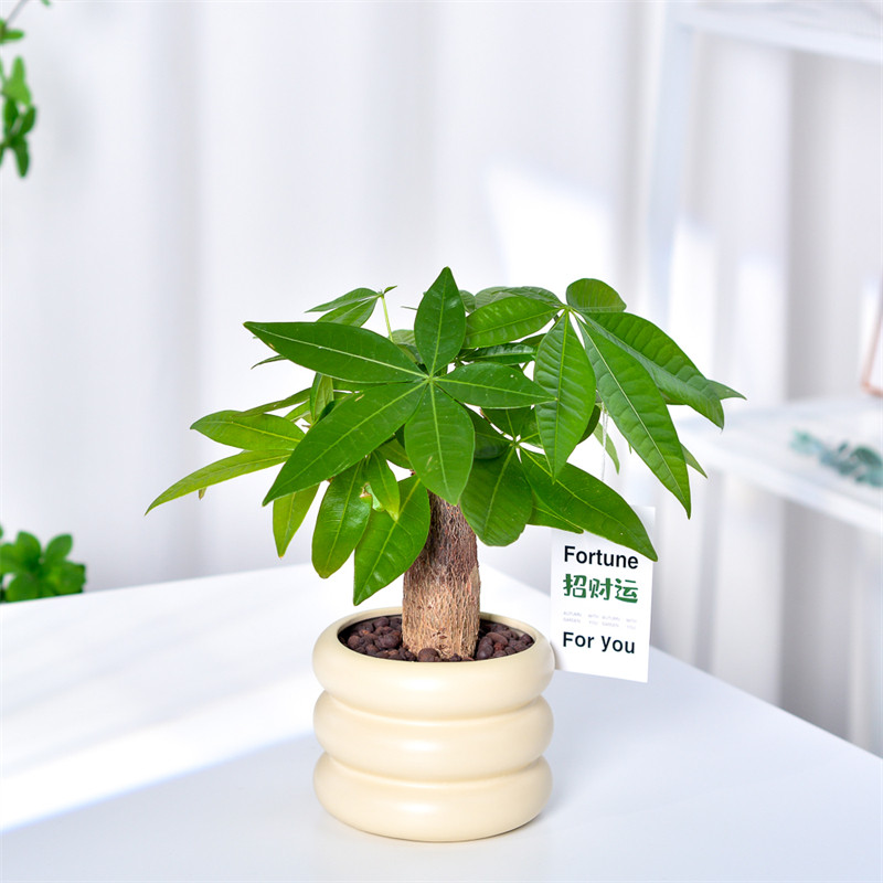 发财树盆栽室内植物培招财花卉绿植盆景好养易活