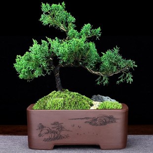 紫砂盆景盆长方形造景椭t圆形创意园艺桌面榕树老桩家用陶瓷精品