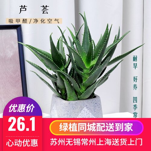 芦荟 不夜城净化盆栽可食用搽脸绿植植物 阳台窗台喜阳