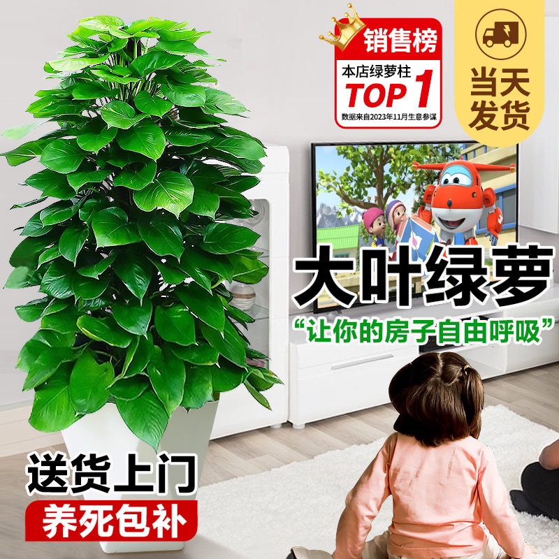 绿萝柱绿箩绿植室内盆栽植物吸甲醛叶绿罗室花卉盆景好养