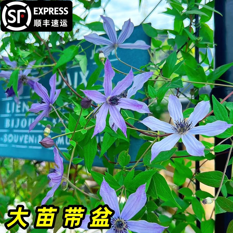 流星铁线莲苗爬藤植物紫红色重瓣花庭院耐寒爬墙花卉盆栽