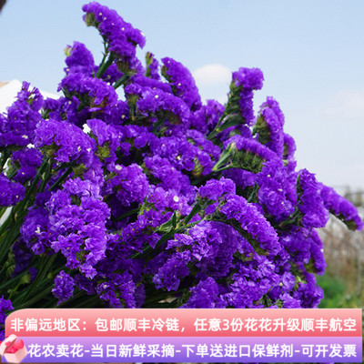 家庭简约家居卧室勿忘我干花云南花束真花家居客厅摆设装饰插花