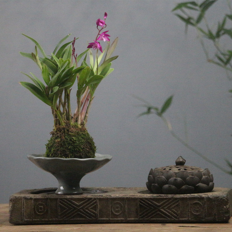 苔藓球石斛兰花卉室内浓香型观花盆景带花苞易养活盆栽桌面小绿植