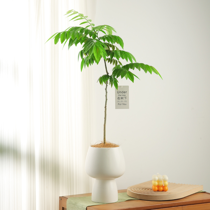 黄花梨盆栽阳台办公o室绿植好养活植物四季原生苗庭院名贵树苗盆