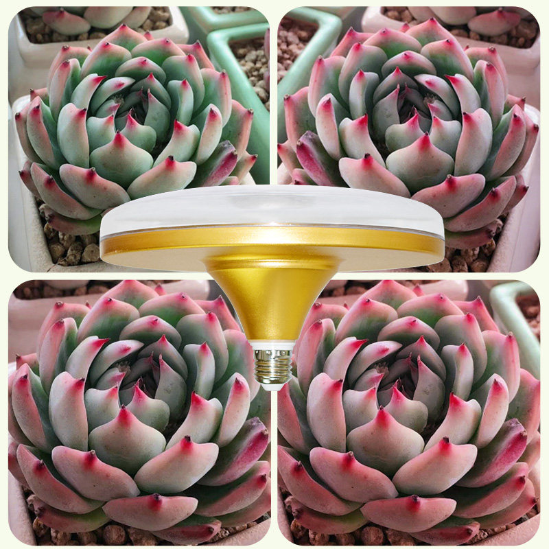 多肉灯全光谱led红蓝配植物生长补光灯仿太阳光灯日照灯上色灯泡