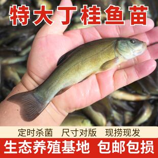 特大丁桂鱼苗淡水养殖欧洲丁贵鱼观赏丁穗鱼苗批发草鱼花白鲢鳙鱼