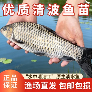 正宗清波鱼苗冷水淡水养殖乌鳞青板鱼青波鱼中华倒刺鲃观赏鱼批发