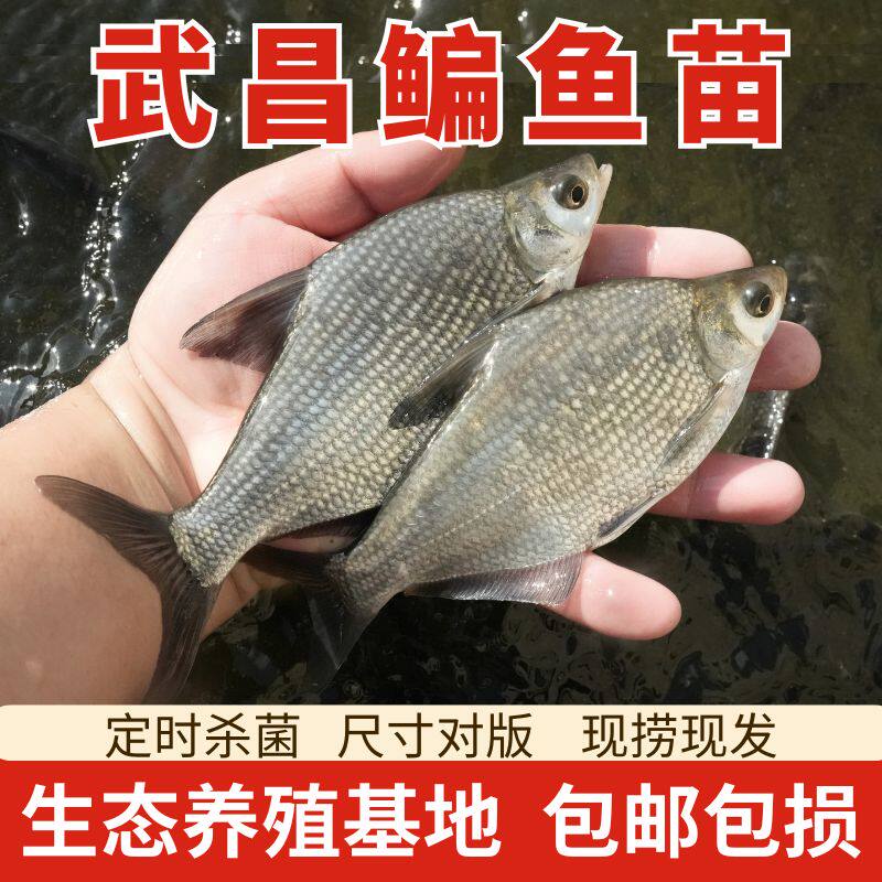 武昌鱼苗三角鲂鱼团头鲂淡水养殖食用三角边鳊鱼苗活体扁鱼苗批发