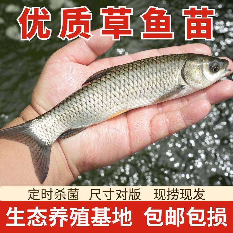 优质草鱼苗冷水特大淡水养殖鲫鱼花鲢鲤鱼青鱼白鲢武昌鱼丁桂鱼苗