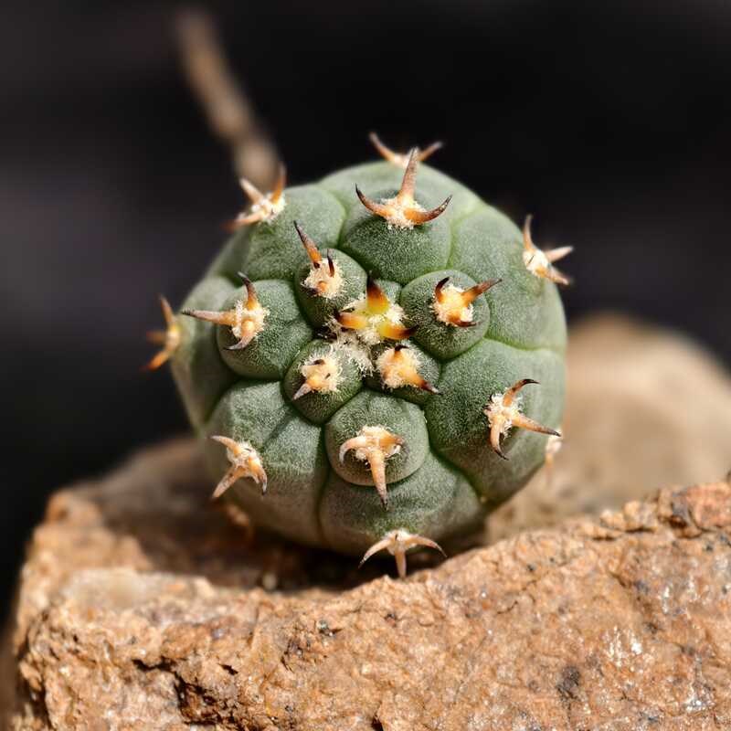 实生猫爪仙人球裸萼球属多肉植物花卉绿植室内盆栽精品阳台好养