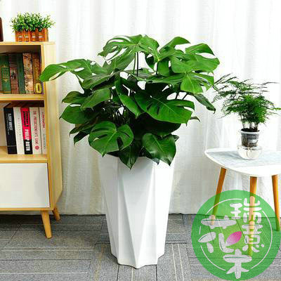 绿植龟背竹网红盆栽吸甲醛室内好养落地植物花卉