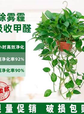长藤垂吊绿萝室内盆栽绿植吸甲醛懒人植物室盆景重庆