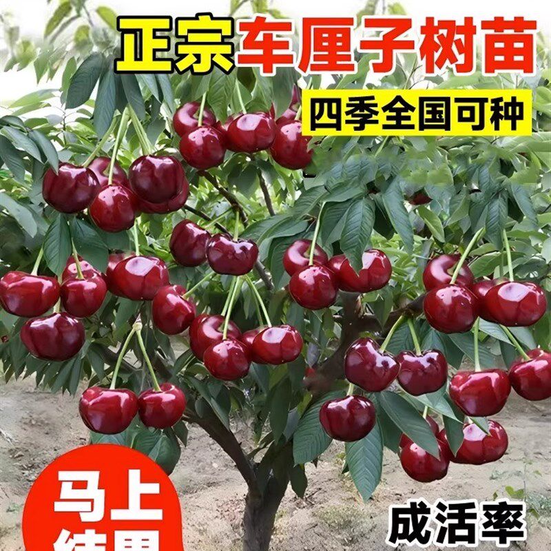 双季矮化种植树苗车厘子特大樱桃当年盆栽地栽南方北方结果种植苗