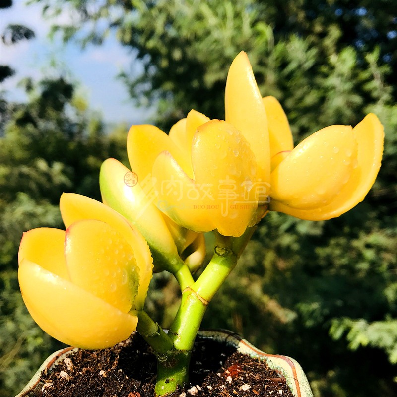多肉植物 金色年华盆栽绿植花卉精品植物组合室内吸甲醛辐射