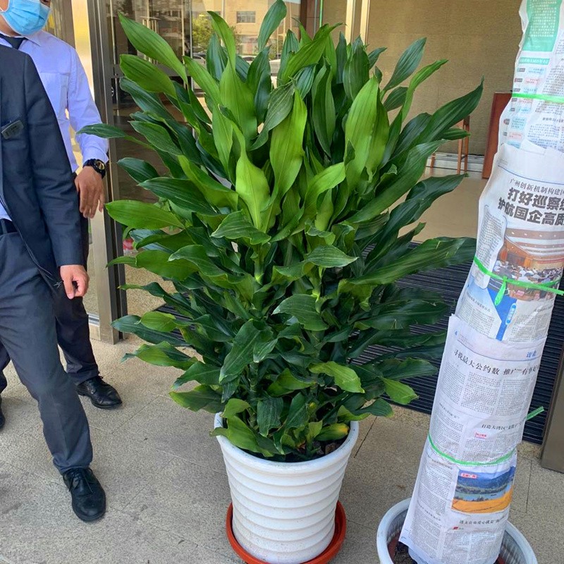 螺纹铁运铁盆栽绿植室内净化空气室吸甲醛观叶植物