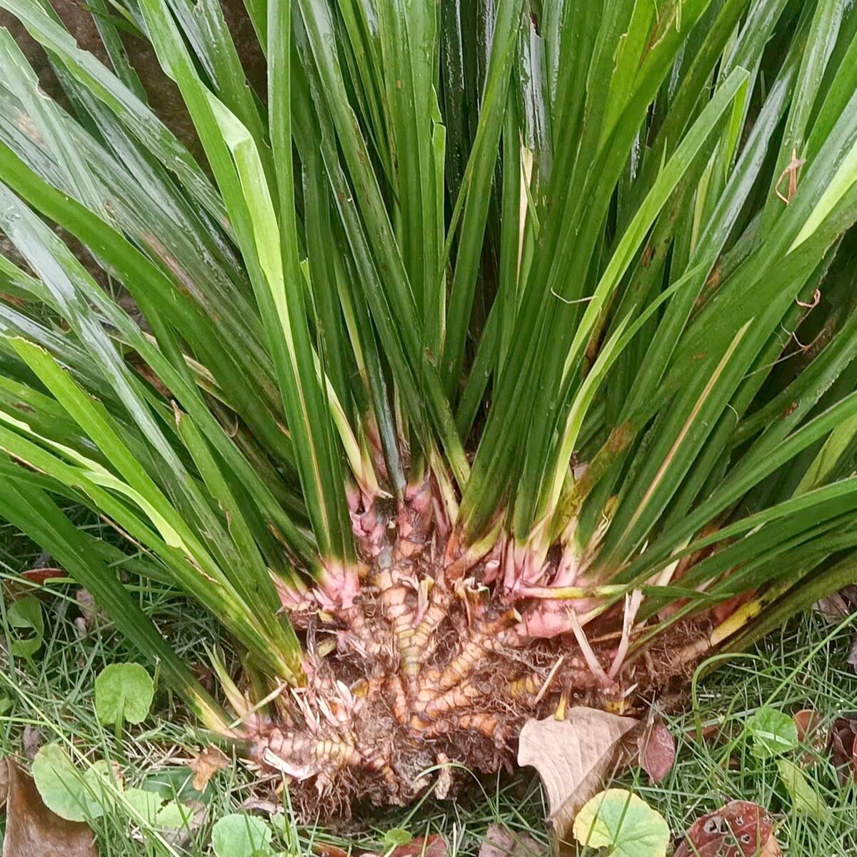 江西深山野生石菖蒲药食同源绿植