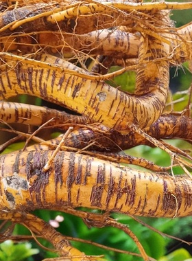 赣南深山15年以上老桑树根煲汤泡酒泡水商用中草材现挖桑葚根