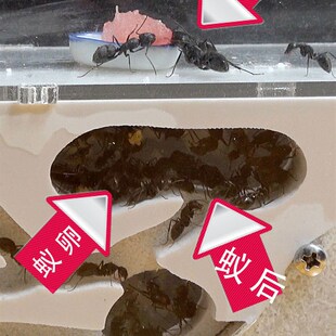 蚂蚁工坊适合各种蚂蚁城堡生态亚克力蚁巢蚁箱宠物产卵繁殖窝家园
