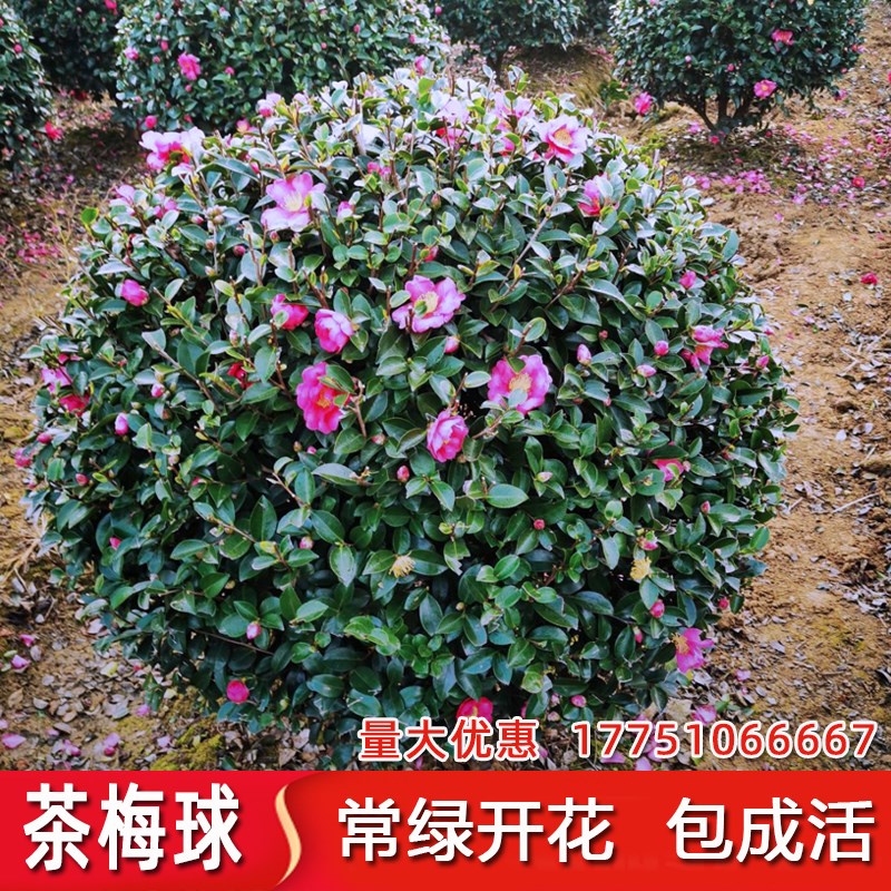 茶梅球树苗茶梅花苗庭院阳台室内外耐寒花卉茶梅盆栽老桩茶梅盆景