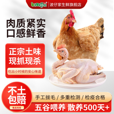 bozaijia农家散养鸡新鲜现杀