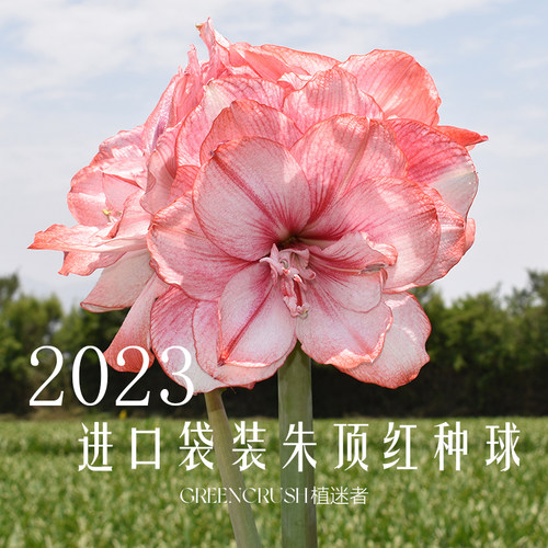 秘鲁进口重瓣袋装朱顶红种球球根花园花卉植物室内花阳台庭院盆栽