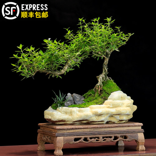 六月雪盆景植物室内悬崖式造型茶室中式摆件阳台绿植客厅盆栽好养