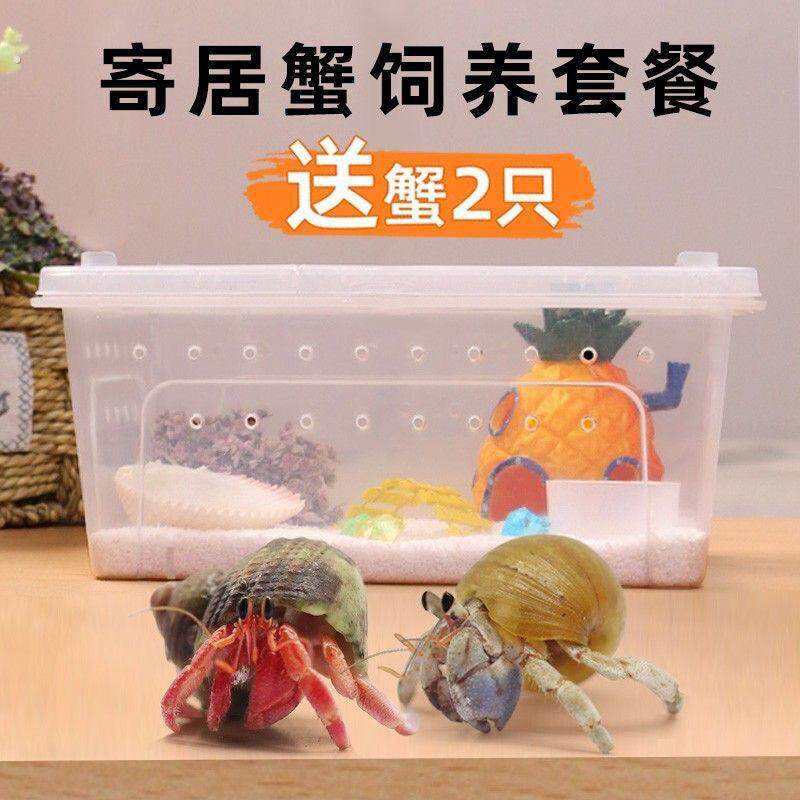 寄居蟹饲养箱套装小型桌面爬宠盒相手蟹生态养殖箱乌龟饲养缸手提