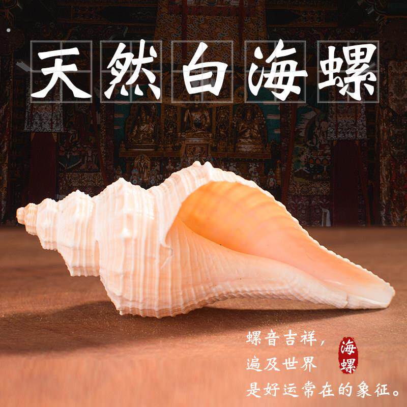 天然白海螺右旋海螺八供海螺印度白海螺八供养摆件家居办公室装饰