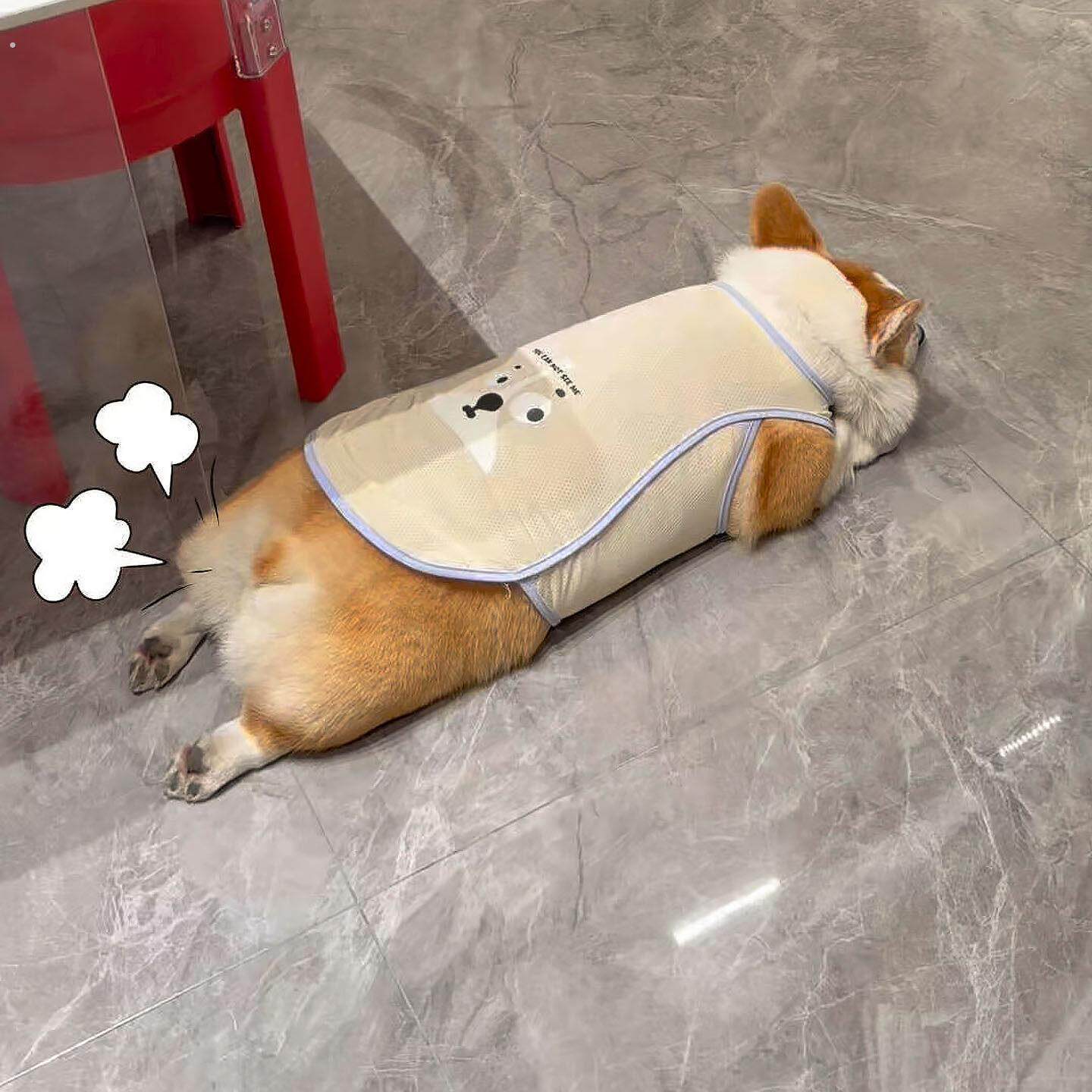 狗狗衣服凉凉衣薄款夏天2026新款猫狗通用户外宠物大小型犬防晒衣