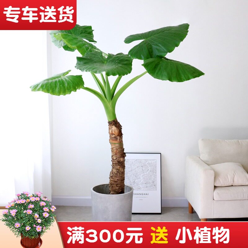 千手观音滴水观音 中大型植物室内盆栽绿植 阳台庭院观叶花卉
